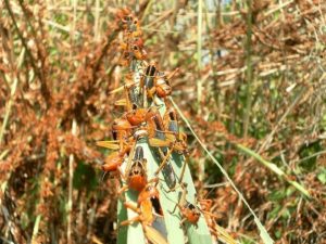 Plaga de langostas. Foto: paginasiete.bo.