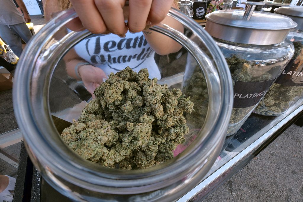 Una de varias cepas de marihuana durante la Copa High Times Harvest en San Bernardino, California, noviembre de 2017. Foto: Richard Vogel / AP.