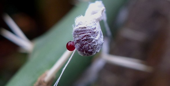 La industria textil usa este insecto principalmente para la extracción del colorante compuesto por ácido carmínico.