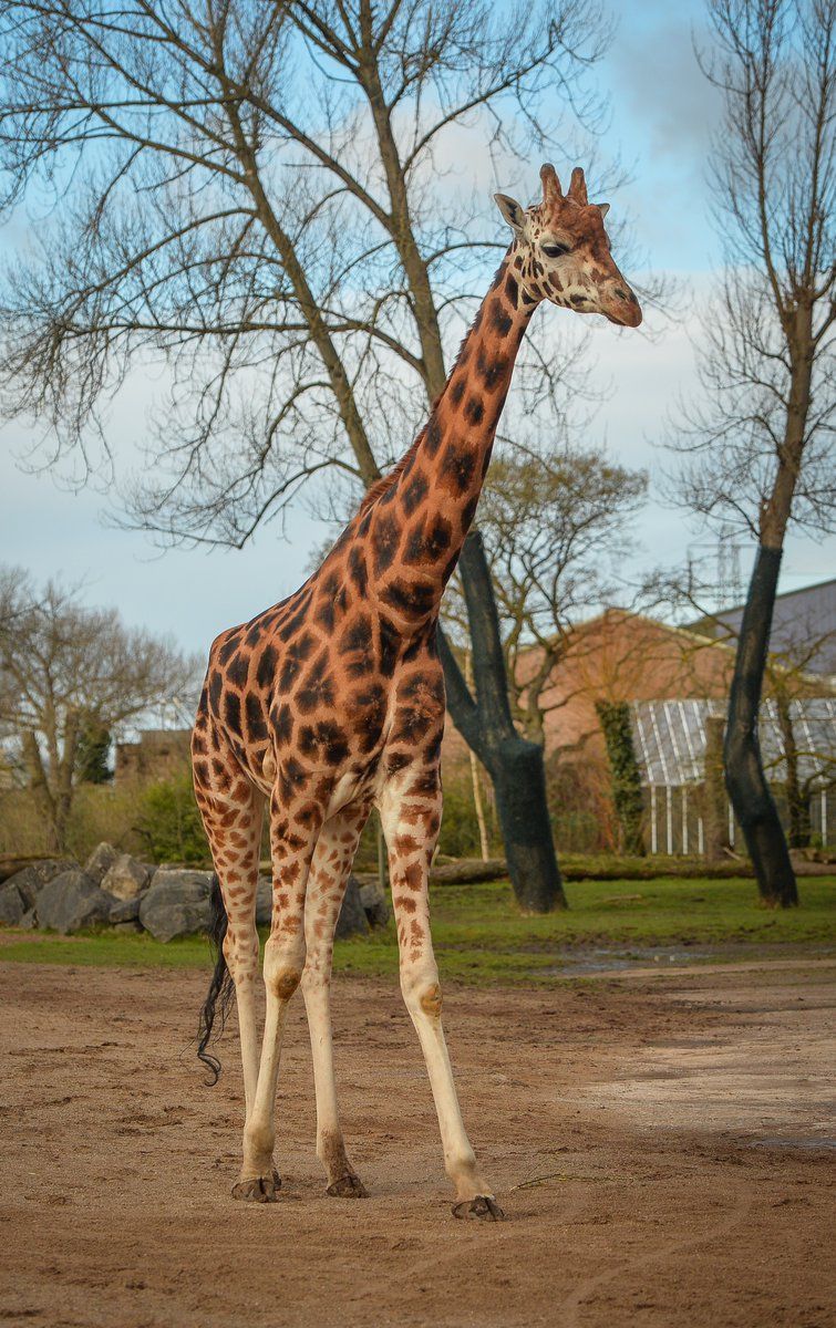 Foto: Chester Zoo/Twitter.