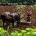 Agricultura en Cuba