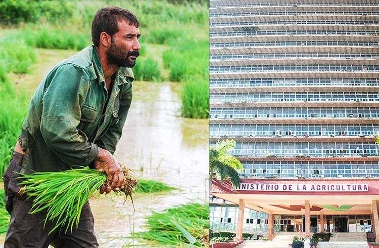 Agricultura en Cuba