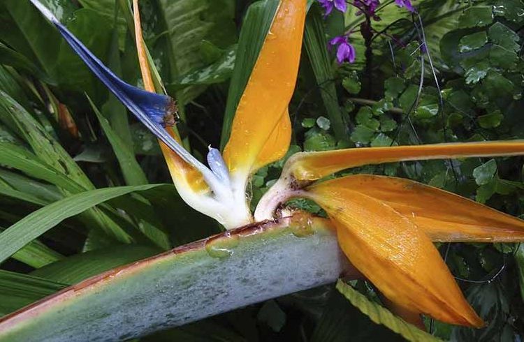 Guille likes to imagine stories of love with the Bird of Paradise, perhaps his preferred flower. Photo: Courtesy of the author.