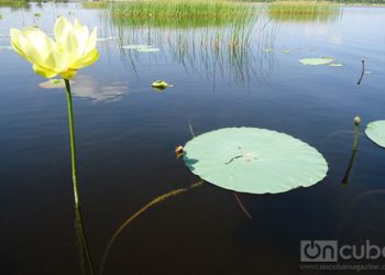 Great Northern Wetland in Ciego de Avila / Photo: Eric Yanes Rodriguez