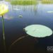 Great Northern Wetland in Ciego de Avila / Photo: Eric Yanes Rodriguez