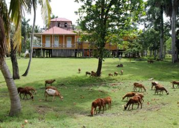 The plantation once resembled a company town. It had a store, bakery, restaurant, bar, hotel, bookkeeping office, cockfighting ring and school. Photo: Tracey Eaton