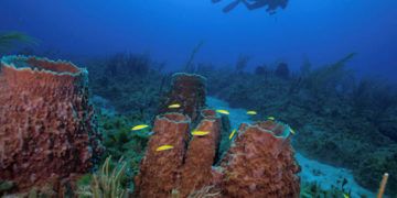 Sponge and coral communities in the Guanahacabibes National Park, Cuba. Photo: Jesse Cancelmo / Cuba’s Twilight Zone Reefs and Their Regional Connectivity.