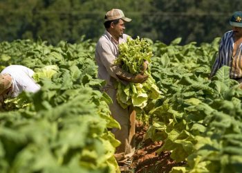 Mexican day laborers picking tobacco in North Carolina. Photo: nacion321.com