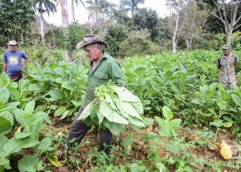 Tobacco harvest in Viñales, Pinar del Río. Photo: Kaloian / Archive.