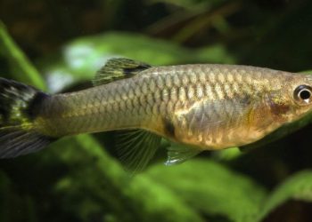 Guppy (Poecilia reticulata). Photo: sciencemag.org