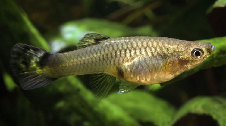 Guppy (Poecilia reticulata). Photo: sciencemag.org