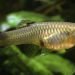 Guppy (Poecilia reticulata). Photo: sciencemag.org