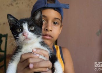 Child in Lis Núñez’s cat shelter in Guanabacoa. Photo: Otmaro Rodríguez.