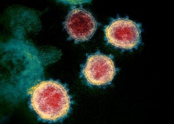 Photo taken through a microscope of the coronavirus that causes COVID-19.