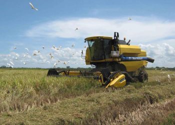 Rice harvest in Cuba. Photo: Granma/Archive.