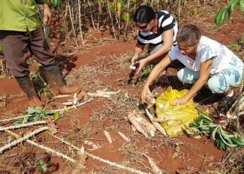 Usufructuaries collect cassava harvest in Camagüey. Photo: YouTube.