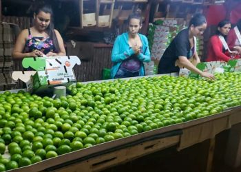 Workers from the La Esperanza farm prepare limes for export. Photo: cubadebate.cu