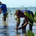 Cuban Environment: mangrooves