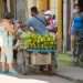 Street vendor of agricultural products in Havana, Cuba. Photo: Otmaro Rodríguez.