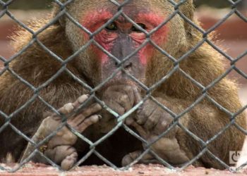 The Havana Zoo on 26th Street. Photo: Otmaro Rodríguez/OnCuba.