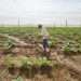 A worker irrigates the tobacco crop in Pinar del Río, February 2023. Photo: Otmaro Rodríguez.