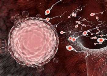 Photo: Fertilization of human egg cell by sperm cells, spermatozoons, 3D illustration. Taken from Base Científica (online).