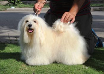 Havanese. Cuba