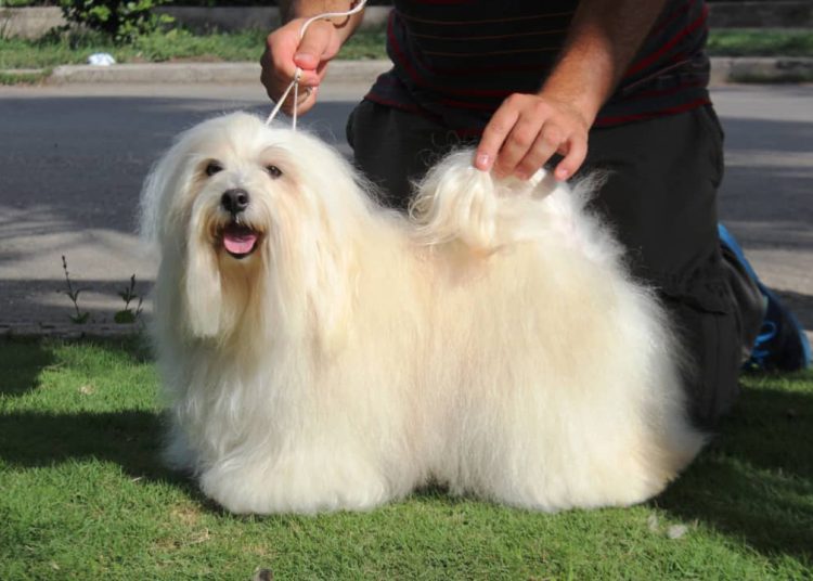 Havanese. Cuba