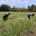 Farmers work in a sugar cane crop, on April 29, 2021 in Madruga, Mayabeque (Cuba). Photo: Ernesto Mastrascusa/EFE/Archive.