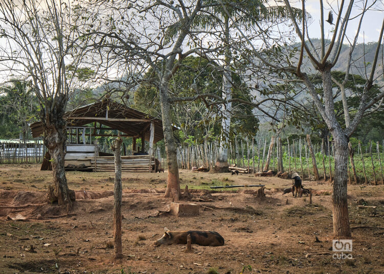 Pork production in Cuba. Photo: Néster Núñez.