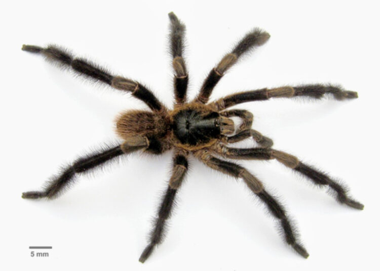 Photograph provided by David Ortiz of a new species of spider of the genus Trichopelma grande, discovered in the Viñales National Park, in the westernmost part of Cuba. Photo: David Ortiz/EFE.