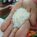 The basic cereal of the Cuban diet. Photo: AMD.