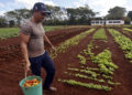 Tomato producer in Matanzas. Photo: Ernesto Mastrascusa/EFE.