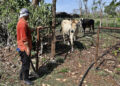 A farmer with his cows on a farm in Cárdenas, Matanzas. Photo: Ernesto Mastrascusa/EFE.
