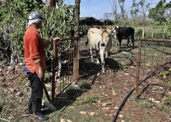 A farmer with his cows on a farm in Cárdenas, Matanzas. Photo: Ernesto Mastrascusa/EFE.