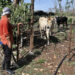 A farmer with his cows on a farm in Cárdenas, Matanzas. Photo: Ernesto Mastrascusa/EFE.