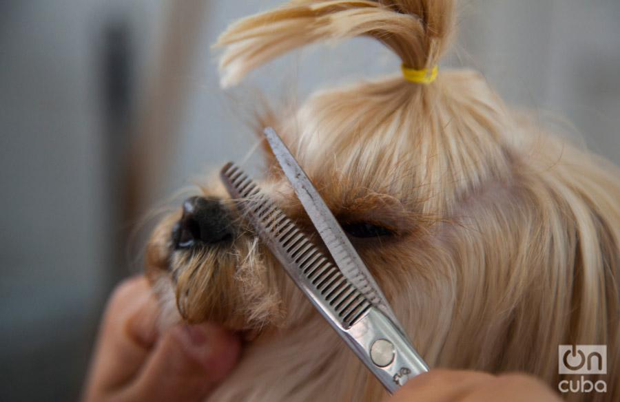 El tratamiento depende del perro, la raza y el temperamento de la mascota. Foto: Claudio Pelaez Sordo.