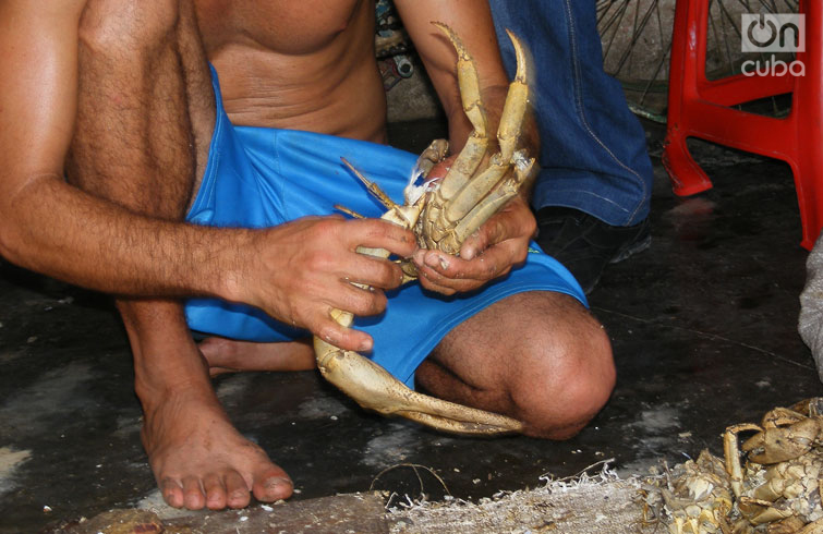 Limpiando cangrejos. Foto: Didier Cruz Fernández.