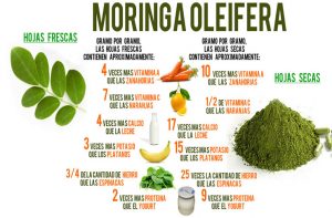 Beneficios de la moringa. Foto: 5septiembre.cu.