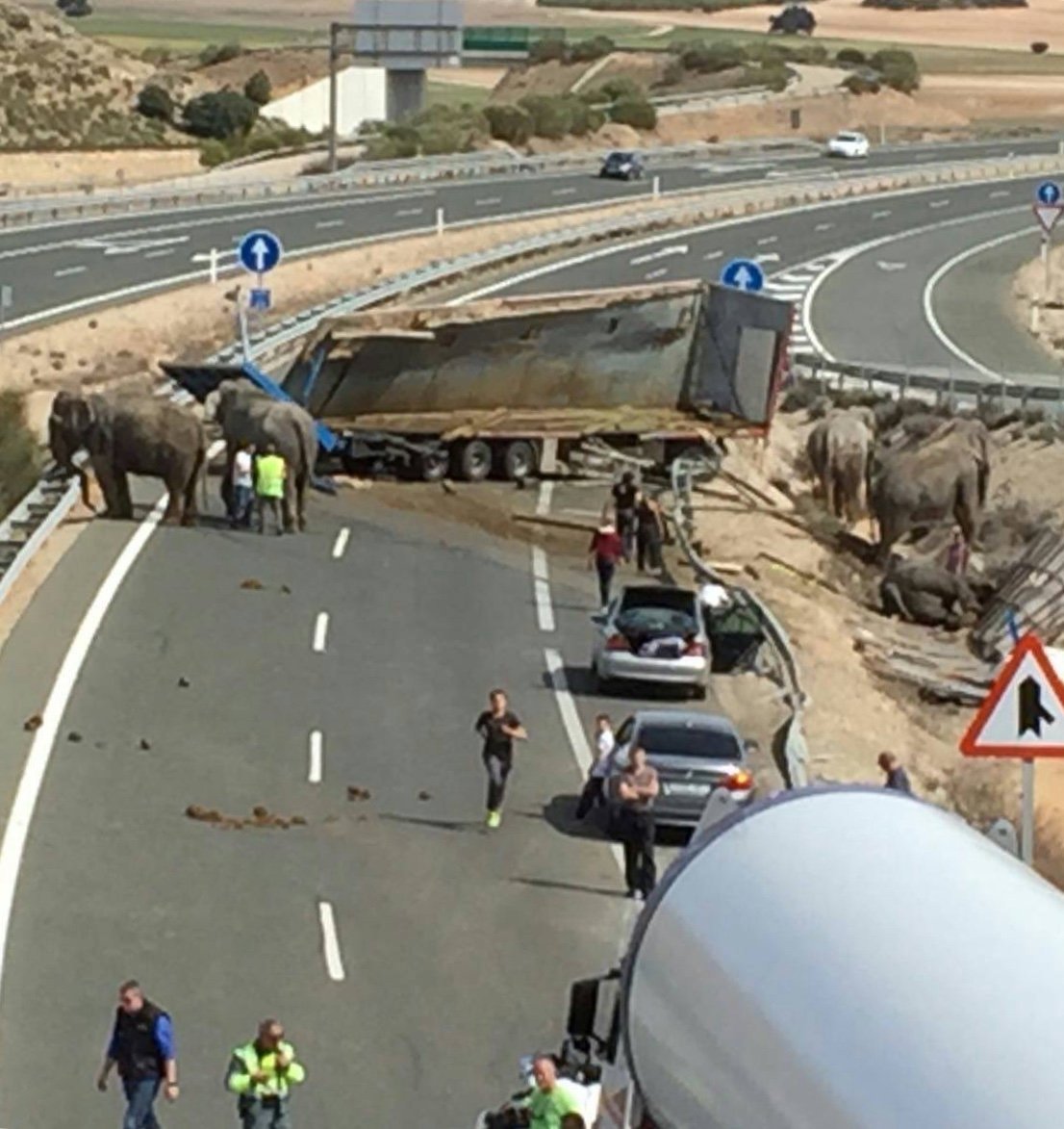 Cinco elefantes hembra que eran transportadas en un cambión de circo resultaron víctimas de accidente auotmovilístico. Foto: Twitter.