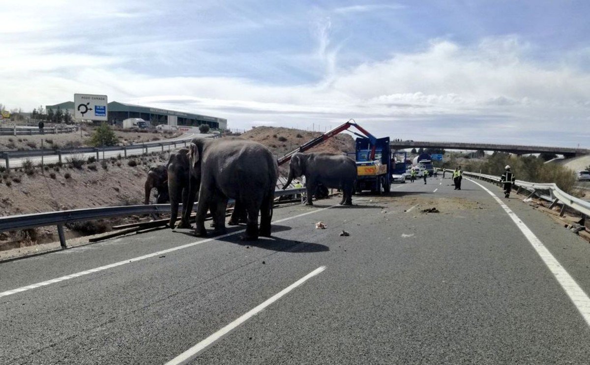 En una de las autopistas de Albacete el camión que transportaba a las elefantas se volcó y los animales resultaron golpeados. Foto: Twitter.