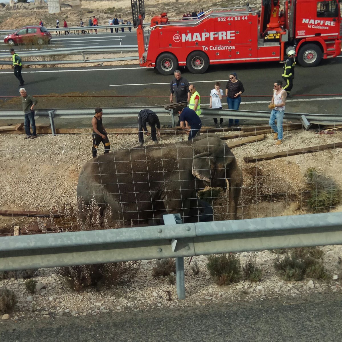 Organizaciones de defensa de los animales insisten en que deben aprobarse leyes que prohíban el uso de animales en los circos. Foto: Twitter.