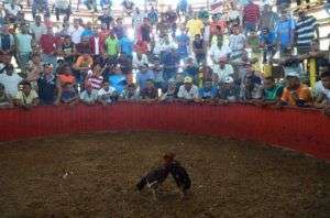 Pelea de gallos