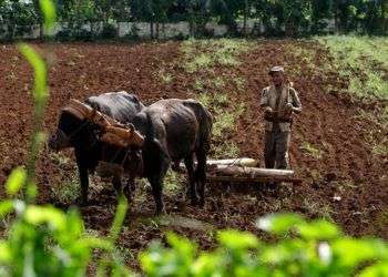 Agricultura en Cuba