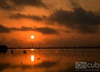 Reserva de Fauna Desembocadura del Río Máximo