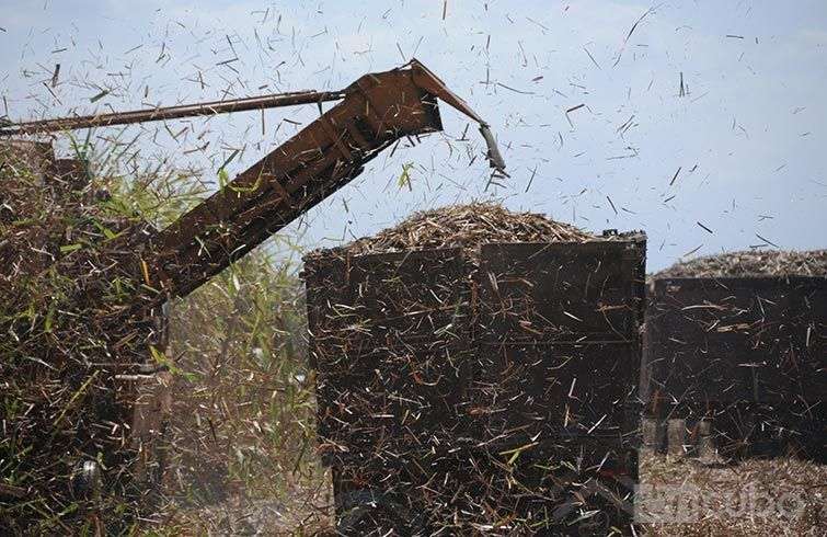 Zafra azucarera en Cuba