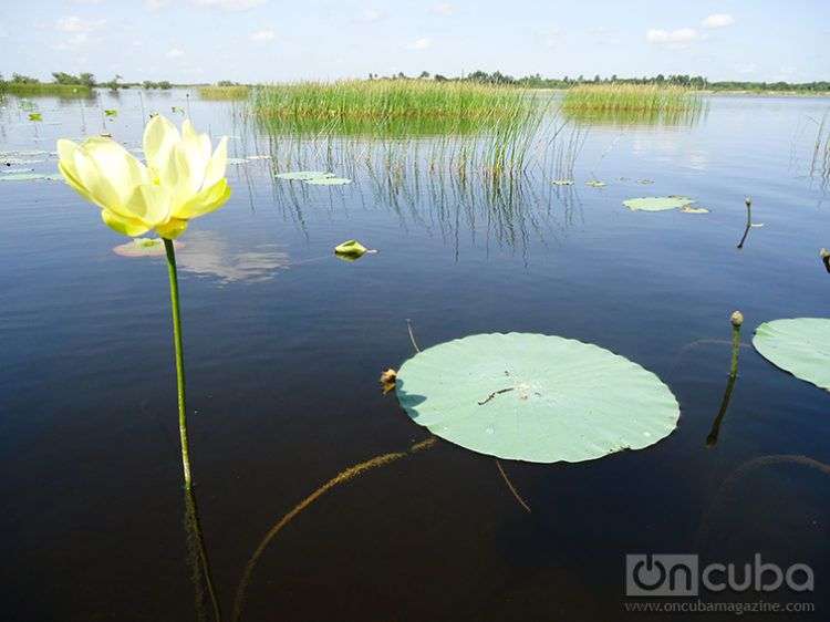 Gran Humedal del Norte de Ciego de Avila / Foto: Eric Yanes Rodríguez