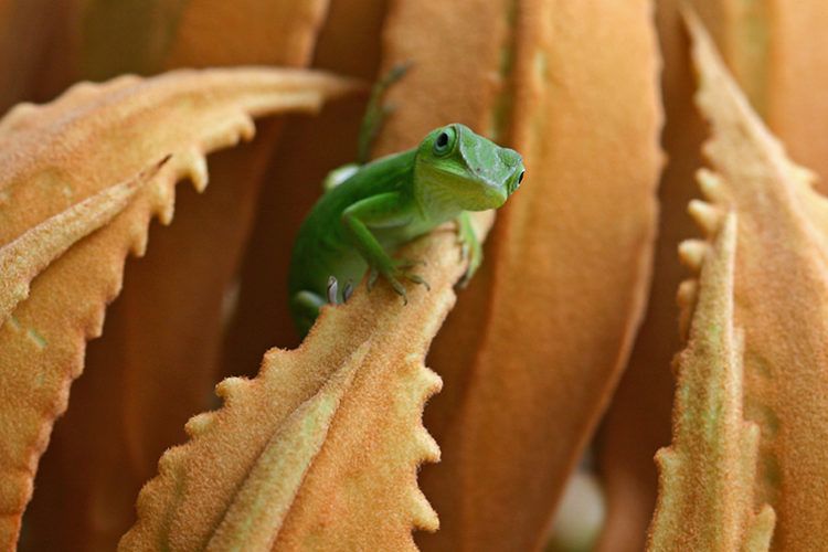 Imagen participante en el Concurso de Naturaleza Digital 2014 / Foto: Rolando Trijillo López