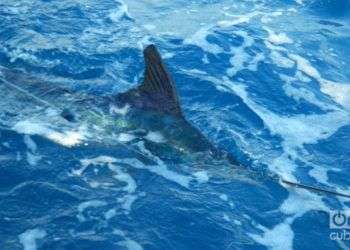 El Torneo Hemingway es hoy el torneo de pesca deportiva más antigua de América. Foto: Julio Batista