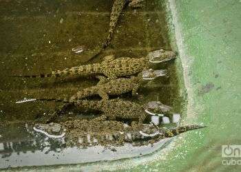 Cría de cocodrilos en cautiverio / Foto: Yariel Valdés